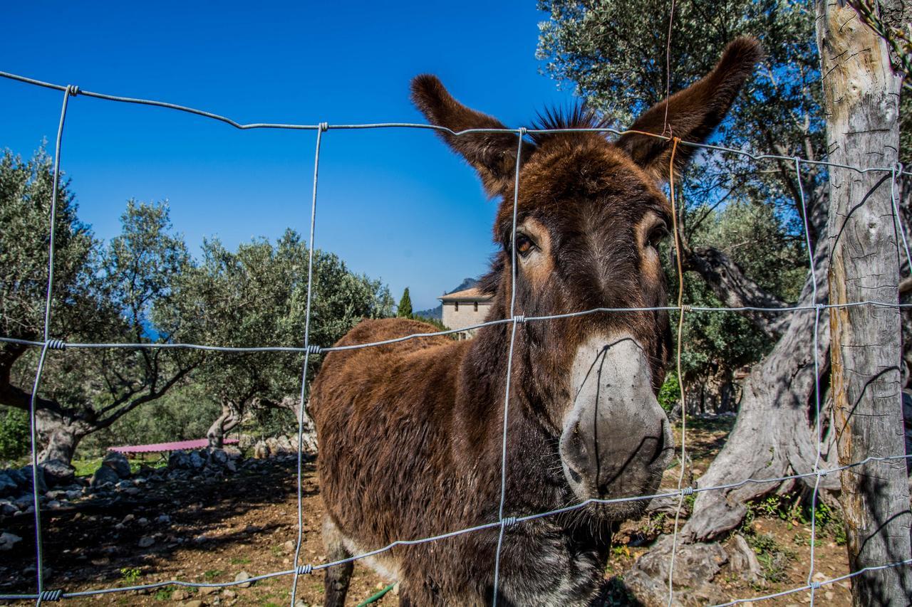 Vandrerhjem Hostel Soller *